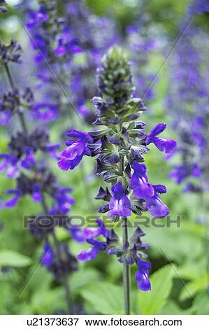 Stock Photo - Blue salvia. Fotosearch
