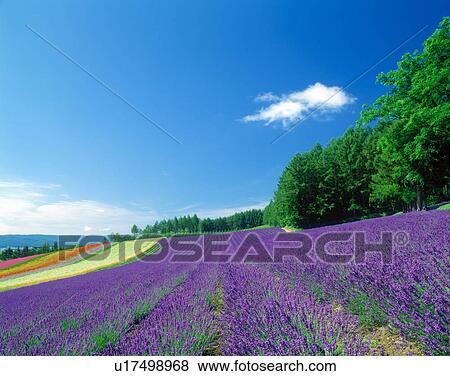 Stock Photo - Blue sky. Fotosearch