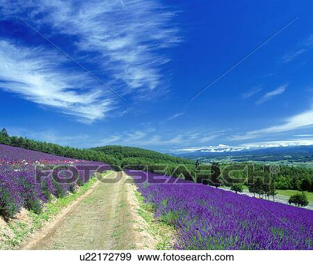 Blue sky View Large Photo Image Stock Photo - Blue sky. Fotosearch