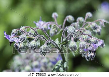 Borage View Large Photo Image Stock Image - Borage. Fotosearch