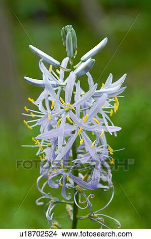 Camassia View Large Photo Image Picture - Camassia. Fotosearch
