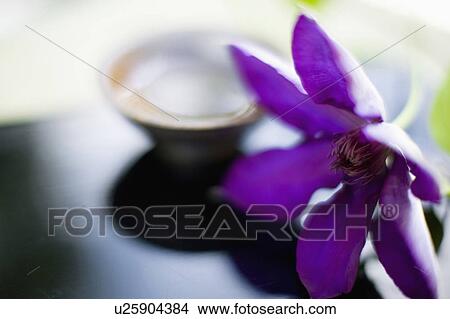 Picture - Clematis florida. Fotosearch
