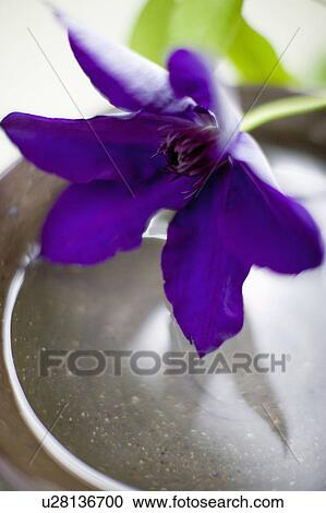 Stock Image - Clematis florida. Fotosearch