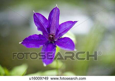 Stock Photo - Clematis florida. Fotosearch