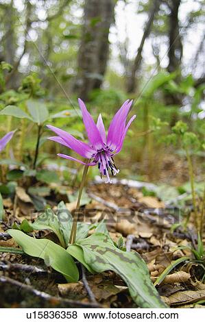 Dogtooth violet View Large Photo Image Stock Photo - Dogtooth violet. Fotosearch