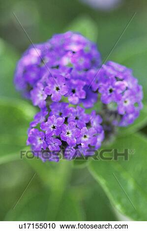 Heliotrope View Large Photo Image Stock Image - Heliotrope. Fotosearch