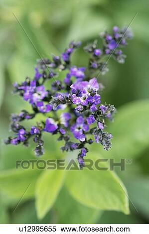Stock Photography - Heliotrope. Fotosearch