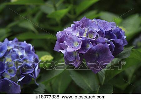 Hydrangea View Large Photo Image Stock Photo - Hydrangea. Fotosearch