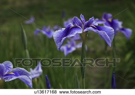 Stock Photo - Iris. Fotosearch