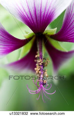 Stock Image - Lavater. Fotosearch