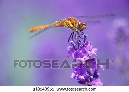Stock Photography - Lavender. Fotosearch