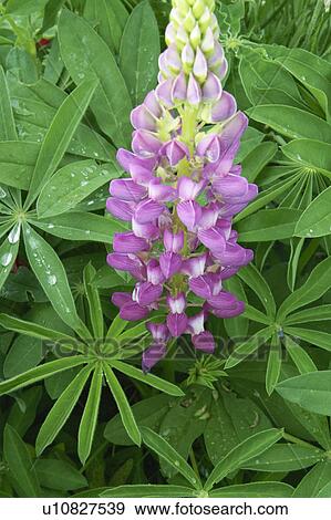 Lupinus View Large Photo Image Stock Photo - Lupinus. Fotosearch