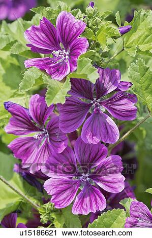 Stock Image - Malva sylvestris. Fotosearch