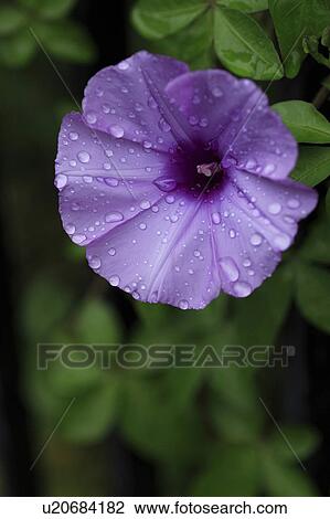 Morning glory View Large Photo Image Stock Image - Morning glory. Fotosearch