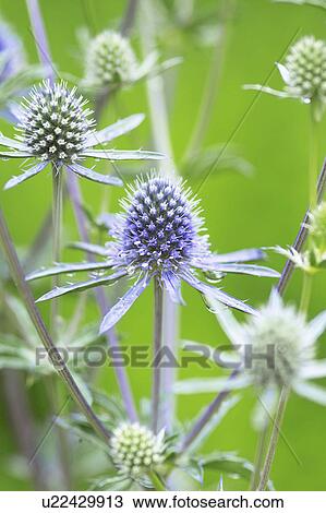 Stock Image - Small globe thistle. Fotosearch