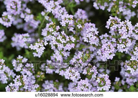Picture - Thyme. Fotosearch