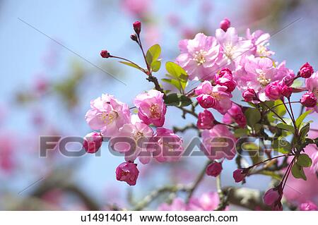 Stock Image - Aronia. Fotosearch