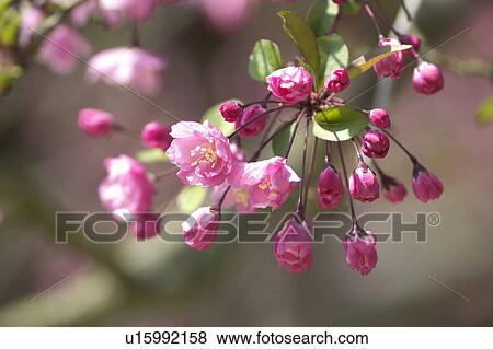 Aronia View Large Photo Image Stock Photo - Aronia. Fotosearch