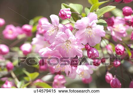 Stock Photography - Aronia. Fotosearch