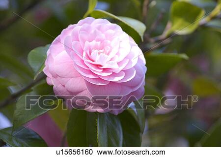 Camellia View Large Photo Image Stock Image - Camellia. Fotosearch