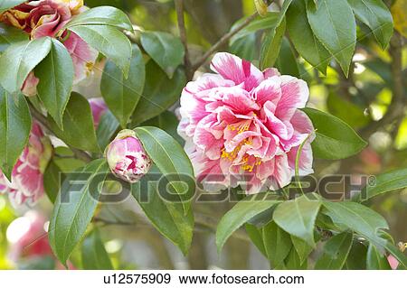 Stock Photo - Camellia. Fotosearch