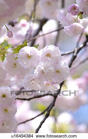 Cherry blossoms View Large Photo Image Picture - Cherry blossoms. Fotosearch