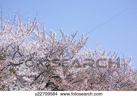 Picture - Cherry blossoms. Fotosearch