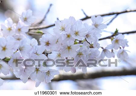 Cherry blossoms View Large Photo Image Stock Image - Cherry blossoms. Fotosearch