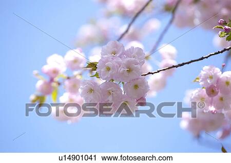 Stock Image - Cherry blossoms. Fotosearch