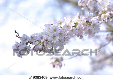 Stock Photo - Cherry blossoms. Fotosearch