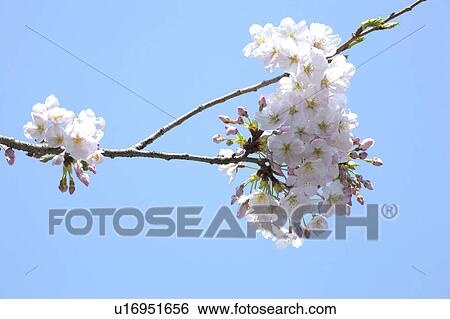 Cherry blossoms View Large Photo Image Stock Photograph - Cherry blossoms. Fotosearch