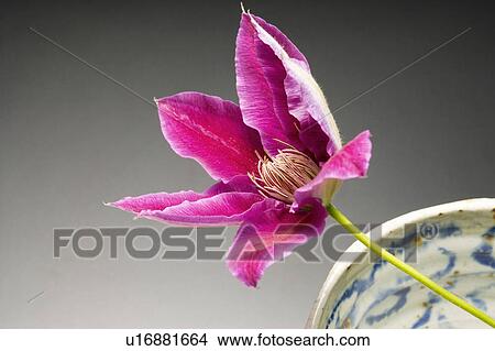 Picture - Clematis. Fotosearch