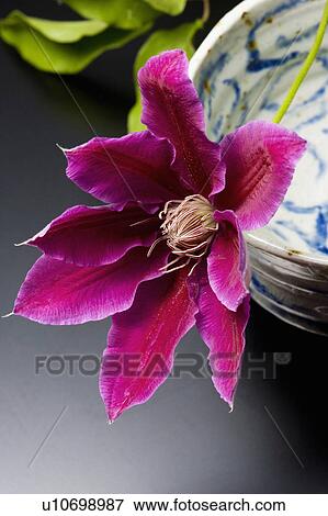 Stock Photo - Clematis. Fotosearch