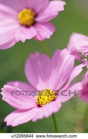 Cosmos View Large Photo Image Picture - Cosmos. Fotosearch