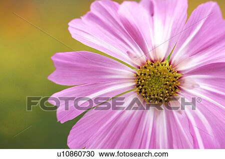 Stock Image - Cosmos. Fotosearch
