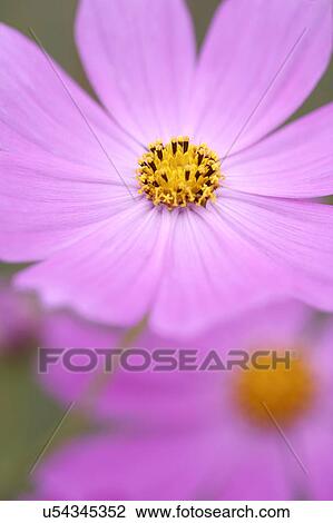 Cosmos View Large Photo Image Stock Image - Cosmos. Fotosearch