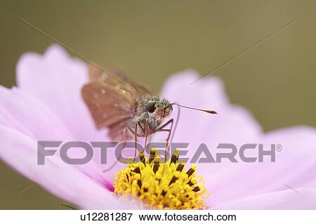 Stock Photo - Cosmos. Fotosearch