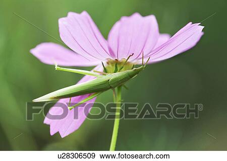 Stock Photo - Cosmos. Fotosearch
