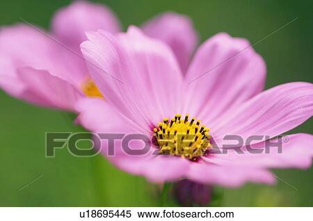 Stock Photography - Cosmos. Fotosearch