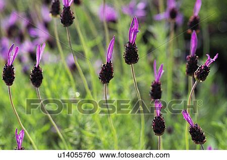 Stock Image - Flench lavender. Fotosearch