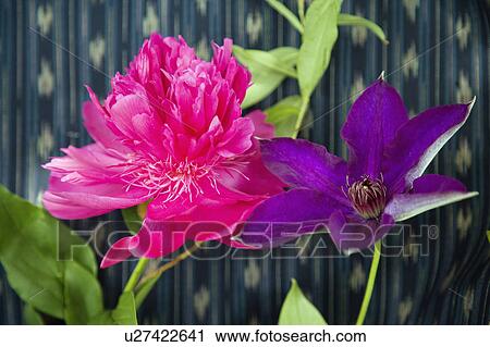 Flower arrangement View Large Photo Image Stock Image - Flower arrangement. Fotosearch