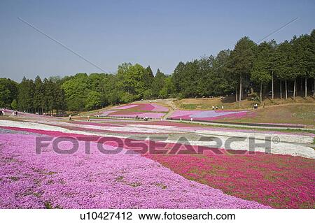 Hitsujiyama park View Large Photo Image Stock Image - Hitsujiyama park. Fotosearch