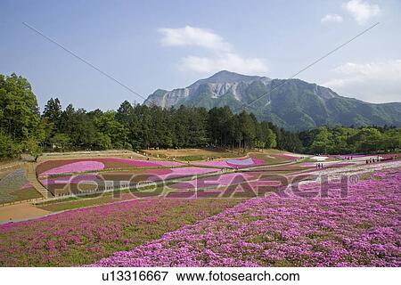 Hitsujiyama park View Large Photo Image Stock Photo - Hitsujiyama park. Fotosearch