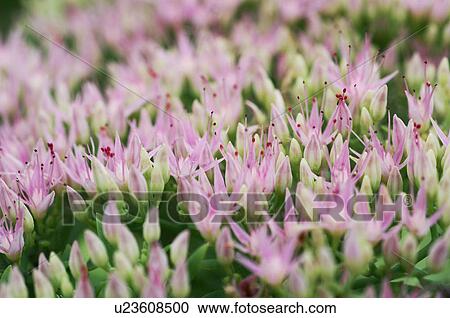 Stock Image - Ice plant. Fotosearch