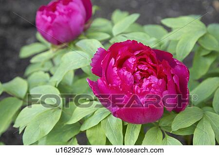 Stock Photography - Peony. Fotosearch