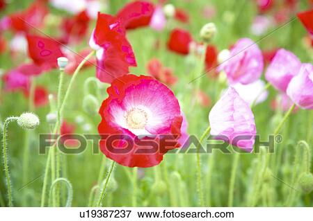 Stock Photo - Poppy. Fotosearch