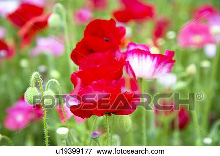 Poppy View Large Photo Image Stock Photo - Poppy. Fotosearch