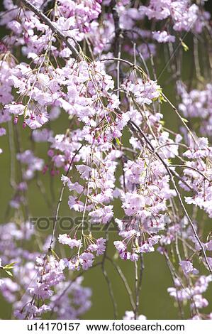 Stock Photo - Prunus spachiana. Fotosearch