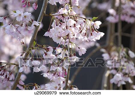 Stock Photo - Prunus spachiana. Fotosearch