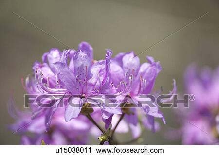 Stock Image - Rhododendron dilatatum. Fotosearch